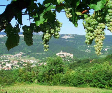 Grad Buzet - POZIV POLJOPRIVREDNICIMA - vinogradarima