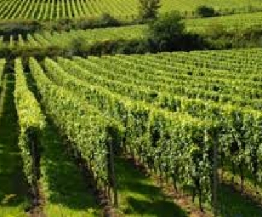 Grad Buzet - Anketni upitnik na temu upravljanja pokrovnim usjevima u vinogradu