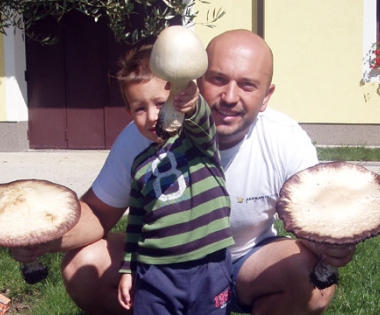 Grad Buzet - Najbolja sezona gljiva u posljednjem desetljeću
