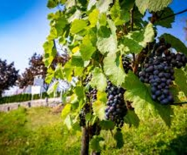 Grad Buzet - Radionica “Uvod u primjenu pokrovnih usjeva u vinogradima“