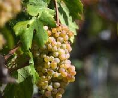 Grad Buzet - Obavijest vinogradarima !