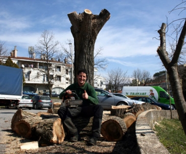 Grad Buzet - Posječene krošnje topola u centru grada