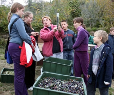 Grad Buzet - Područna škola Livade u berbi maslina
