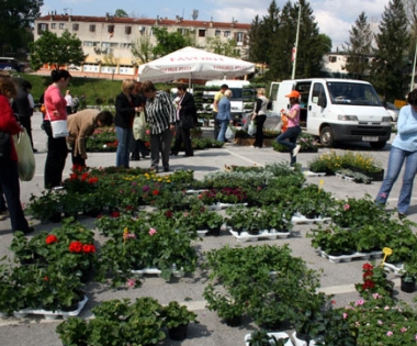 Grad Buzet - Prijavite se na buzetski “Samanj ud rož”