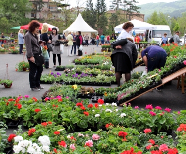 Grad Buzet - Kupovali cvijeće i sadnice te tražili ljekovito bilje