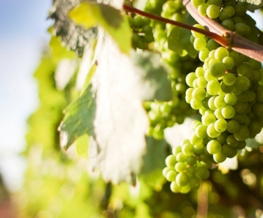 Grad Buzet - Obavijest vinogradarima!