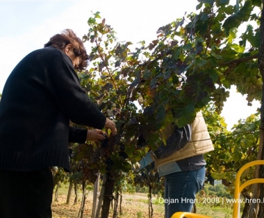 Grad Buzet - Odluka o subvencijama u vinogradarstvu i maslinarstvu u 2009. godini